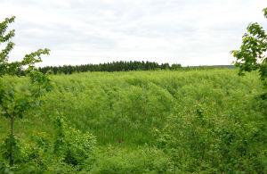 Biomasse dans les plantations